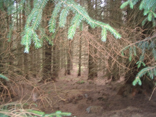Bossen in de hooglanden tijdens een wandelreis over de West Higland Way in Schotland