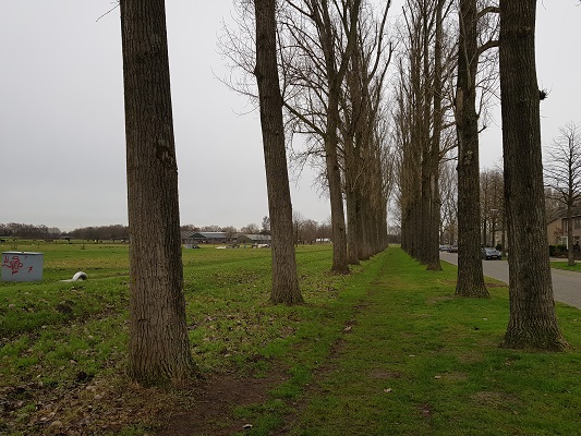 Populieren in Terheijden tijdens een wandeling over het Zuiderwaterliniepad van Terheijden naar Oosterhout