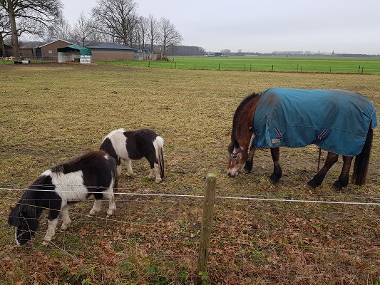 Paarden bij Linie den Hout tijdens een wandeling over het Zuiderwaterliniepad van Terheijden naar Oosterhout
