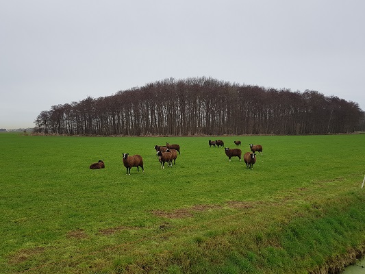 Schapen bij Linie den Hout tijdens een wandeling over het Zuiderwaterliniepad van Terheijden naar Oosterhout