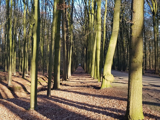 Baarnse Bossen tijdens een NS-wandeling Landgoed Groeneveld van Baarn naar Hilversum