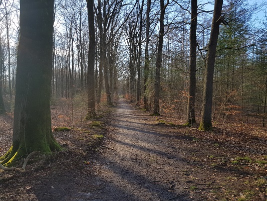 Bossen Goois Natuurreservaat tijdens een NS-wandeling Landgoed Groeneveld van Baarn naar Hilversum