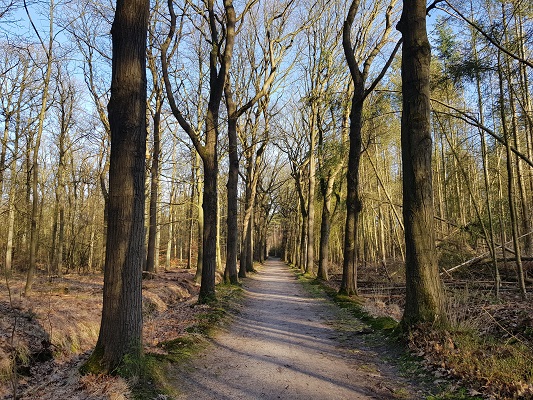Boslaan tijdens een NS-wandeling Landgoed Groeneveld van Baarn naar Hilversum