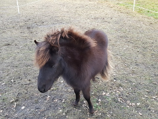 Pony tijdens een ommetje Vorstenbosch, mijn geboorteplaats.