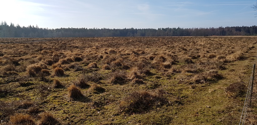 Heide bij Kamp Westerbork op wandeling over het Roots Natuurpad van Papenvoort naar Hooghalen