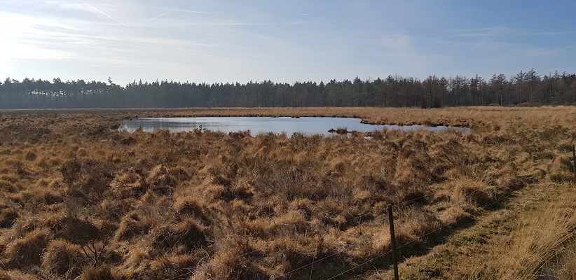 Heide en ven op wandeling over het Roots Natuurpad van Papenvoort naar Hooghalen