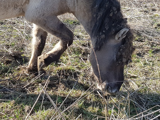 Konikpaard in Klompenwaard tijdens wandeling Trage Tocht in Doornenburg
