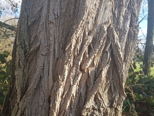 Acaciaboom tijdens IVN-wandeling Zevenhutten bij Cuyk