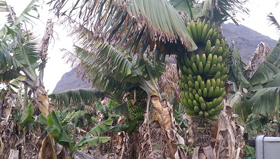 Bananenboom en bananen op Canarisch Eiland La Gomera