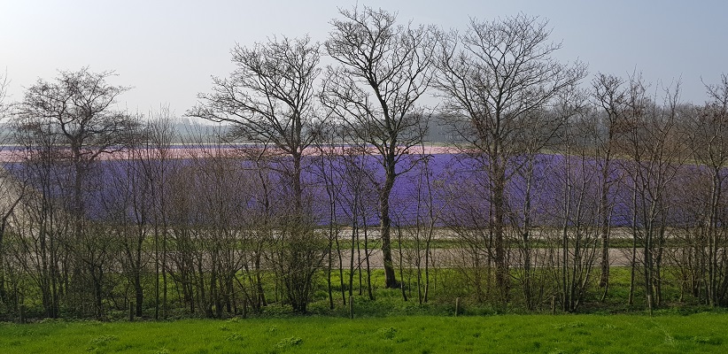 Wandelen over het Noord-Hollandpad van Nieuwesluis naar Den Oever bij gekleurde bollenvelden