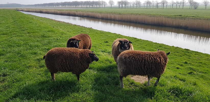 Wandelen over het Noord-Hollandpad van Nieuwesluis naar Den Oever bij schapen langs het Amstelmeerkanaal