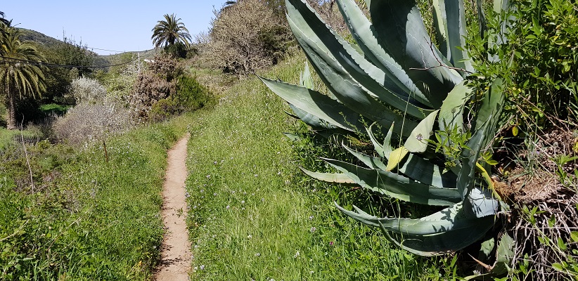 Wandeling op Canarisch Eiland La Gomera van Arure naar Las Hayas bij cactussen