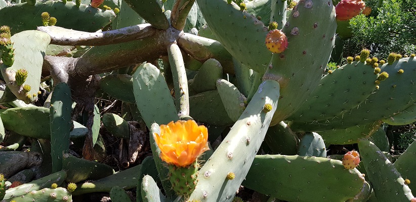 Wandeling op Canarisch Eiland La Gomera van Arure naar Las Hayas bij bloeiende cactussen