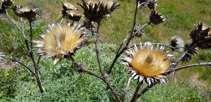 la-gomera-arure-las-hayas-21 Wandeling op Canarisch Eiland La Gomera van Arure naar Las Hayas