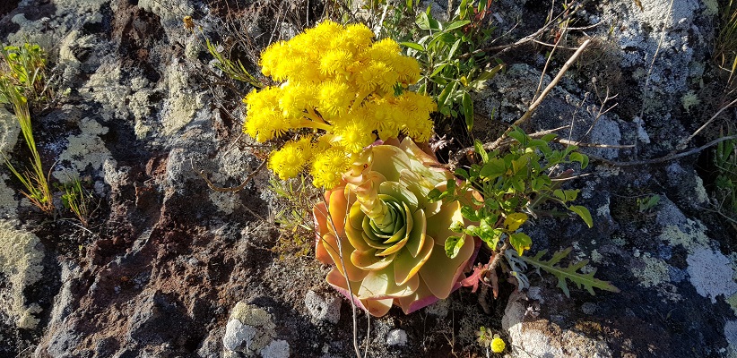 Wandeling op Canarisch Eiland La Gomera van Arure naar Las Hayas bij bloemenweelde