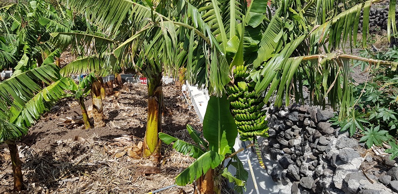 Wandeling van El Cercado naar La Calera door dal van grote Koning bij bananenbomen