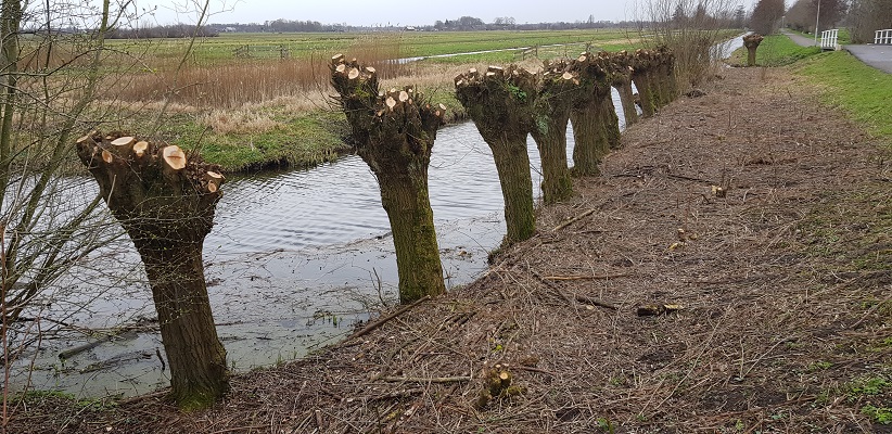 Wandelen over het Romeinse Limespad bij knotwilgen