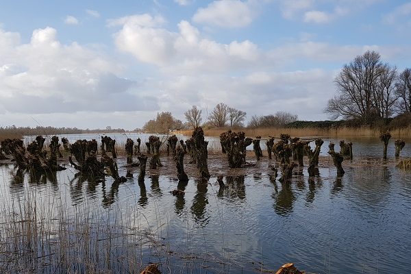 Wandelen over het vernieuwde Waterliniepad door de Noordwaard polder bij knotwilgen bij Pannekoek
