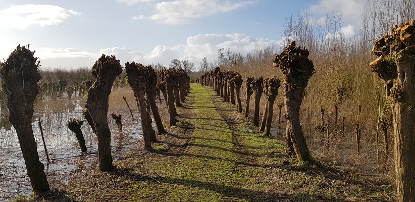 Wandelen over het vernieuwde Waterliniepad door de Noordwaard polder door laan met knotwilgen bij Pannekoek