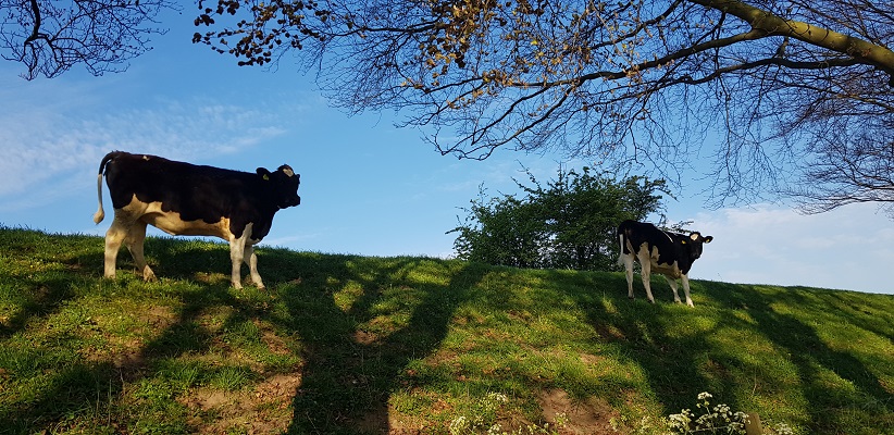 Wandeling over Klompenpad Hamarithapad bij Nederhemert bij koeien op de dijk