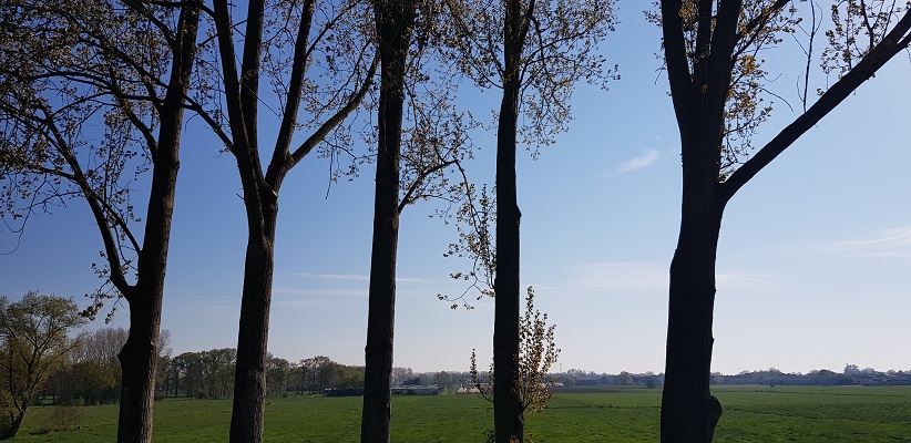 Wandeling over Klompenpad Hamarithapad bij Nederhemert bij populieren