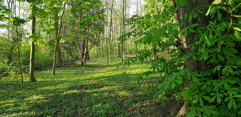 Wandeling over Klompenpad Hamarithapad bij Nederhemert bij schans bij kasteel