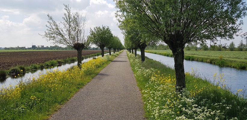 Wandelen over het Romeinse Limespad van Driebruggen naar Woerden langs knotwilgen