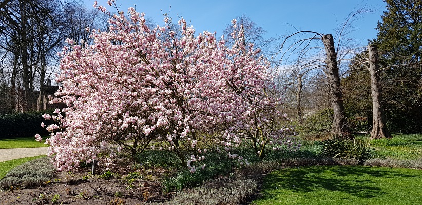 Wandelen over trage tocht Lisse bij magnolia bij Kasteel de Haar