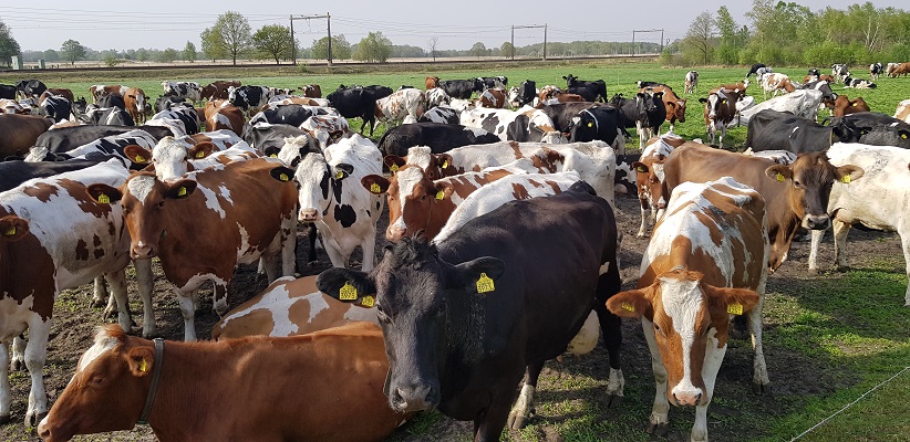 Wandelen langs het Westerborkpad bij kudden koeien