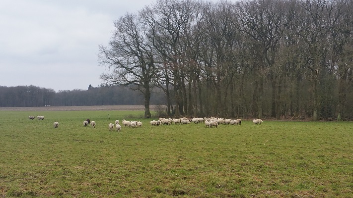 Wandelen over het Westerborkpad van Hooghalen naar Beilen bij schapen in het veld