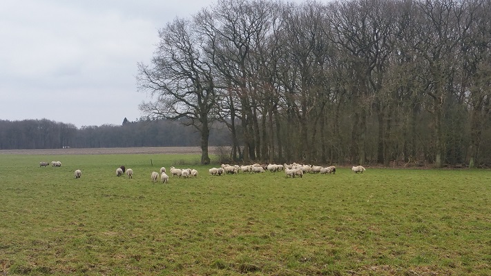 Wandelen over het Westerborkpad van Hooghalen naar Beilen bij schapen in het veld