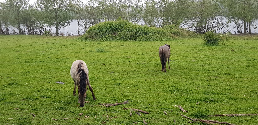Wandeling over het vernieuwde Waterliniepad van Woudrichem via voetveer naar Slot Loevestein langs paarden in de uiterwaarden van de Waal