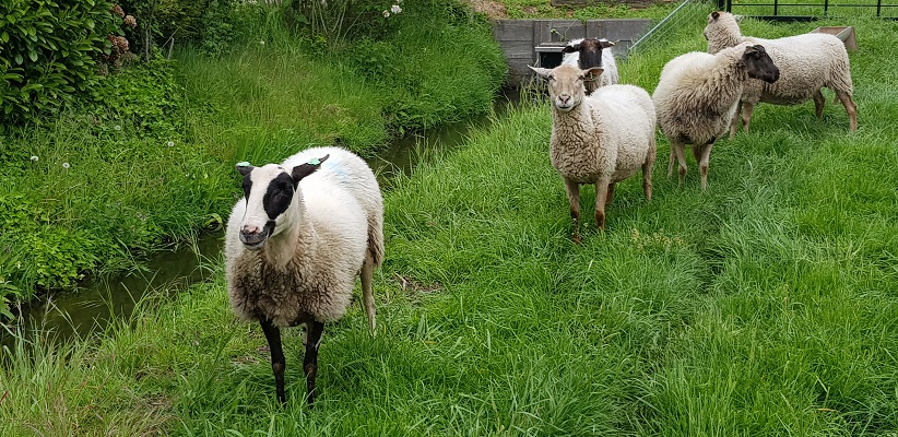 Wandeling over de Zuiderwaterlinie van Hooipolder naar Waalwijk bij schapen in het gras