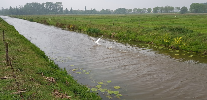 Wandeling over de Zuiderwaterlinie van Hooipolder naar Waalwijk bij een vliegende zwaan