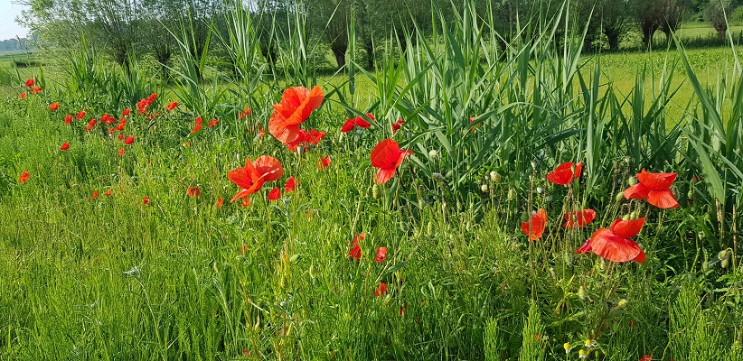 Wandeling Ommetje De Beemden en de Donken in Den Dungen