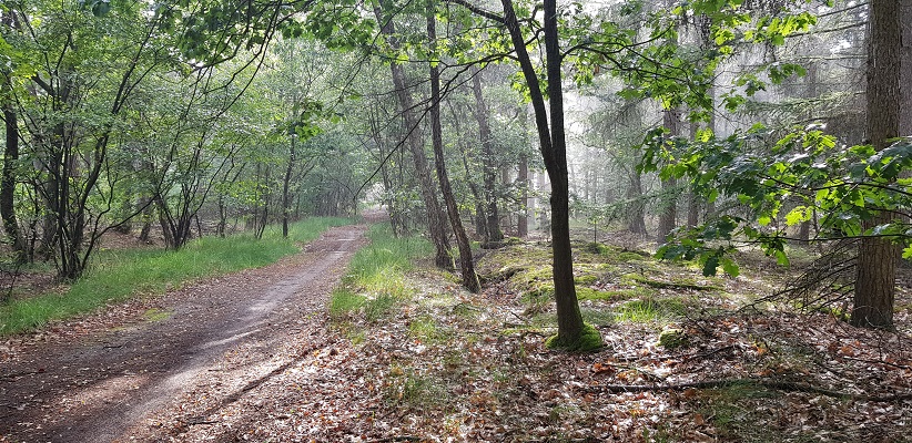 Wandeling van Brabant Vertelt over de paden en banen door de Maashorst in Uden