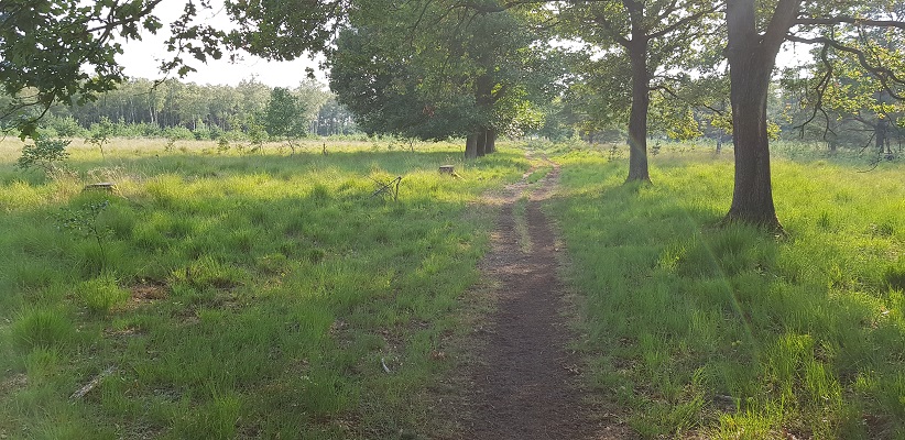 Wandeling van Brabant Vertelt over de paden en banen door de Maashorst in Uden