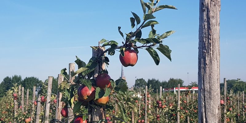 Wandeling over klompenpad het Tremelepad bij Dreumel langs fruitboomgaarden