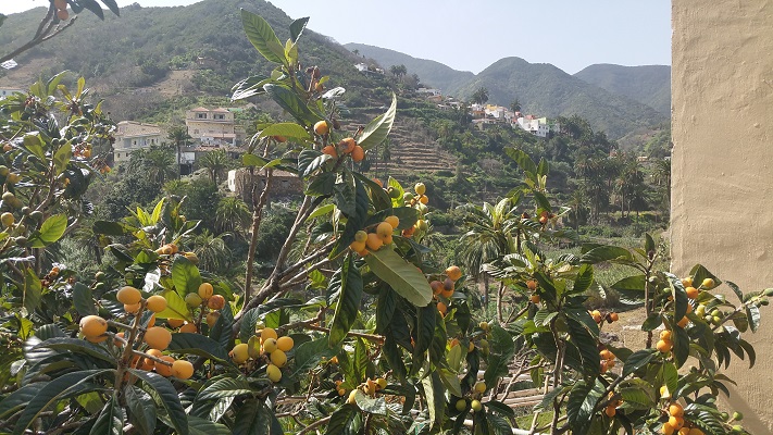 Wandeling op Canarisch Eiland La Gomera van El Cercado naar Vallehermoso