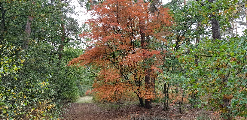 Herfstkleuren op NS-wandeling Landgoed Geijsteren