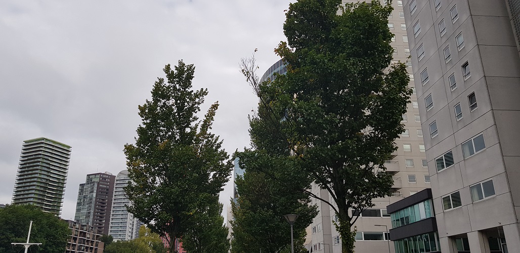 Bomen tijdens wandeling Creative Crosswalks Rotterdam