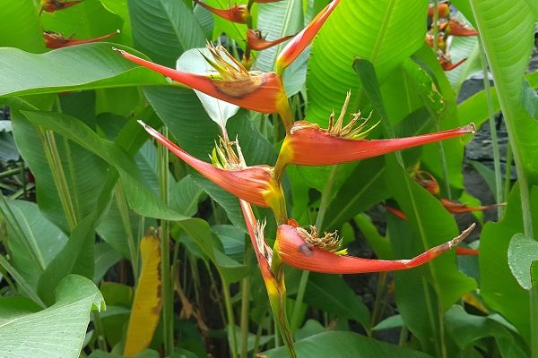 Wandeling door buurtschappen Borbolan, Vueltas en La Calera op canarisch eiland La Gomera