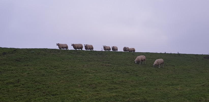 Wandeling over het Friese Woudenpad van Lauwersoog naar Ezumazijl bij schapen op de dijk