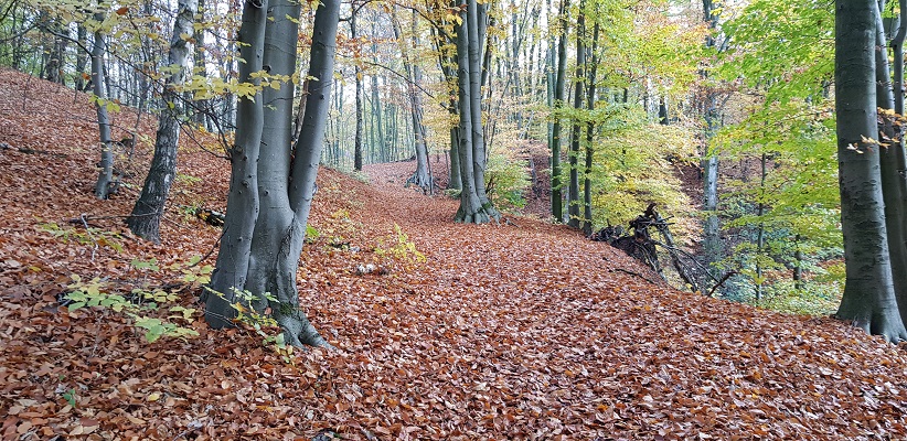 Wandeling over Klompenpad het Dorenweertsepad