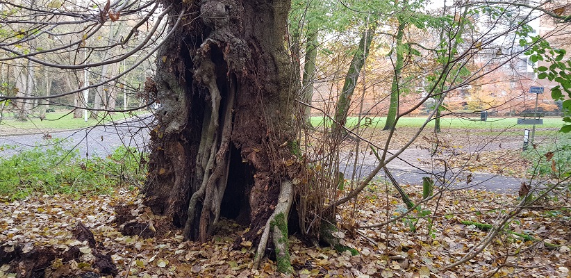 Wandeling over Klompenpad het Dorenweertsepad bij de Kapelleboom