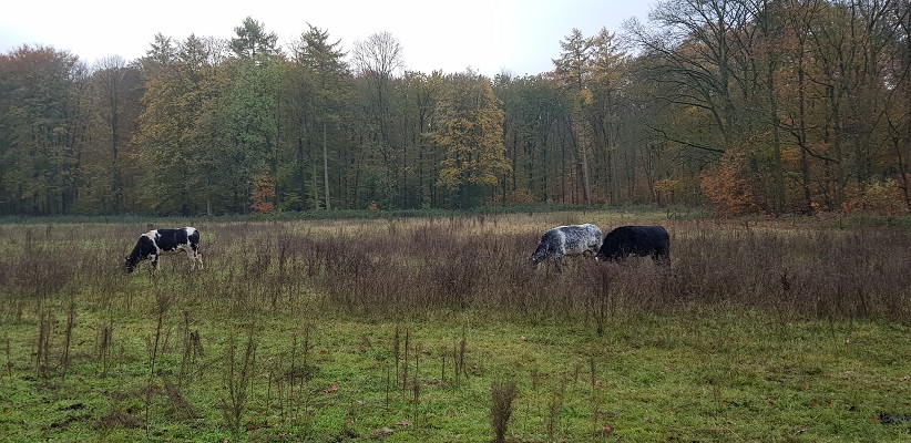 wandelen-buiten-de-binnenstad-van-arnhem-landgoederenpad-6 Wandeling over het Landgoederenpad van de gids Wandelen buiten de binnenstad van Arnhem uit de gids van Gegarandeerd Onregelmatig bij landgoed Vijverberg
