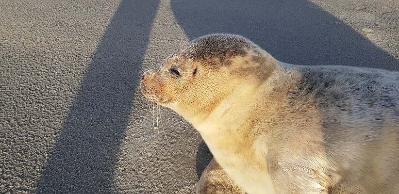 Rondwandeling op Schiermonnikoog bij een zieke zeehond