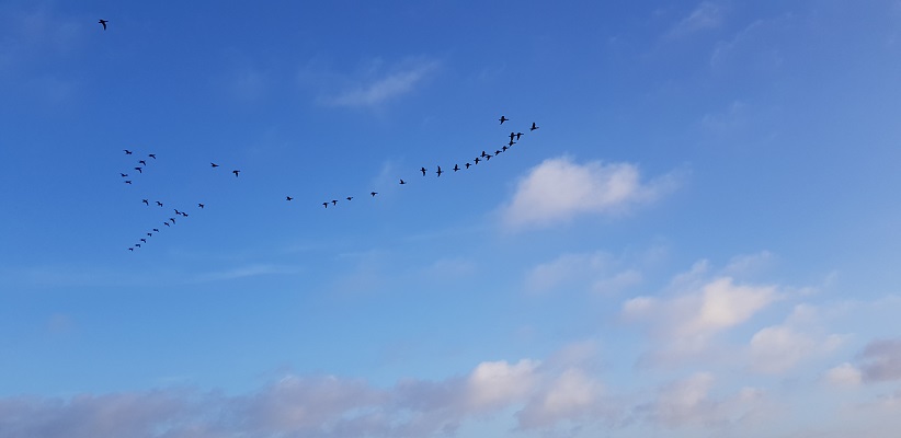 schiermonnikoog-dorp-veerdam-9 Wandeling op Schiermonnikoog van het Dorp naar de veerdam onder vliegende ganzen