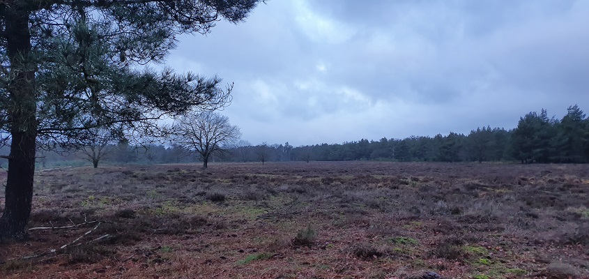 Wandeling over de Maashorst over wandelroute 28 Bunder op de Munse Heide
