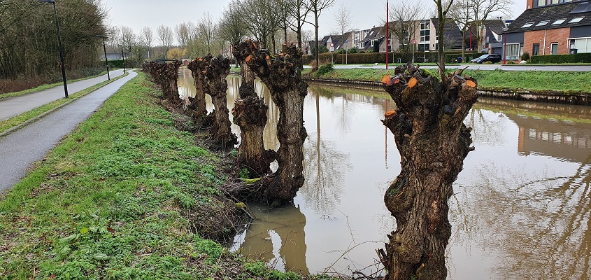Wandeling over het Waterliniepad bij Nieuwegein langs knotwilgen